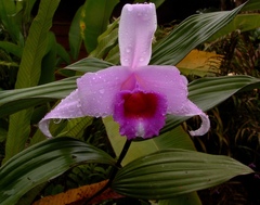 Sobralia decora