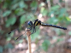 Tetrathemis hyalina