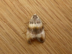 Piloprepes anassa