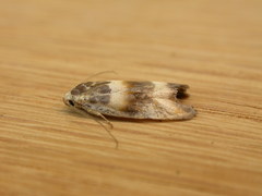 Piloprepes anassa