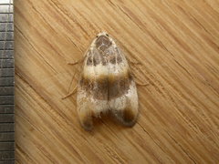 Piloprepes anassa