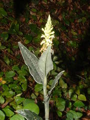 Goodyera bradeorum