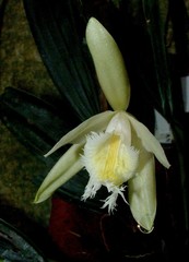 Sobralia fragrans