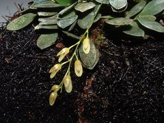 Specklinia grobyi
