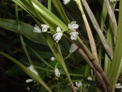 Scaphyglottis longicaulis
