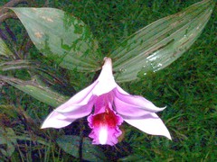 Sobralia decora