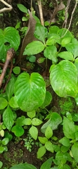 Rhynchoglossum
