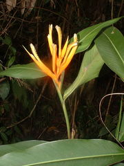 Heliconia longiflora