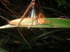 Ischnomela pulchripennis