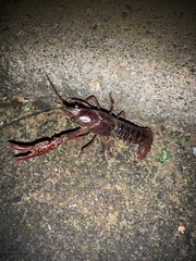 Procambarus clarkii