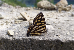 Dodona maculosa