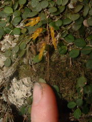 Specklinia microphylla