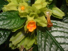 Chrysothemis friedrichsthaliana