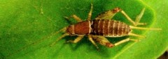 Mogoplistinae