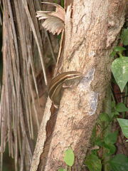 Marisora alliacea