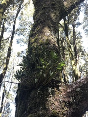 Dendrobium falcorostrum
