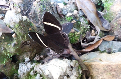 Abisara fylla
