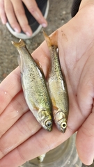 Rhynchocypris percnurus