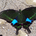 Paris Peacock Swallowtail - Photo (c) LVDIAN, some rights reserved (CC BY-NC), uploaded by LVDIAN