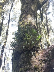 Dendrobium falcorostrum