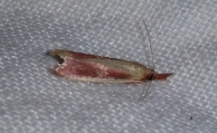Peoria approximella