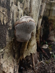 Fomes fomentarius