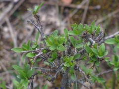 Rhamnus saxatilis