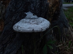 Fomes fomentarius
