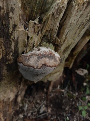 Fomes fomentarius