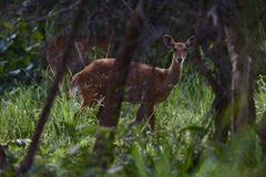 Tragelaphus scriptus bor