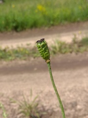 Papaver chakassicum
