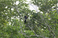 Campephaga phoenicea