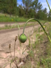 Papaver chakassicum