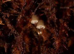 Mycena mamaku