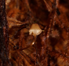 Mycena mamaku