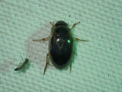 Tropisternus collaris