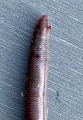 Anilios australis