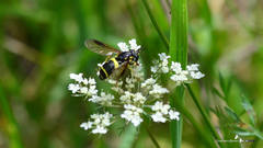 Chrysotoxum bicinctum