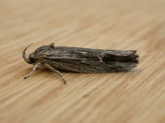 Lichenaula tuberculata