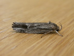 Lichenaula tuberculata