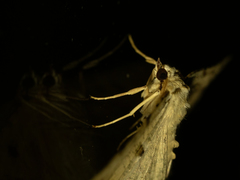 Aeolochroma quadrilinea