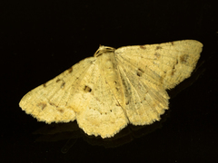 Aeolochroma quadrilinea