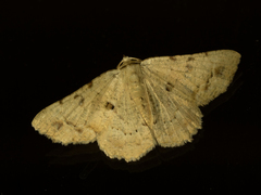 Aeolochroma quadrilinea