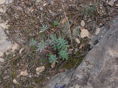 Euphorbia nicaeensis