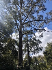 Eucalyptus nitens
