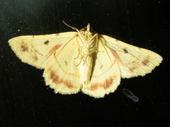 Aeolochroma quadrilinea