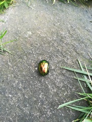 Protaetia speciosissima