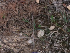 Cladonia foliacea