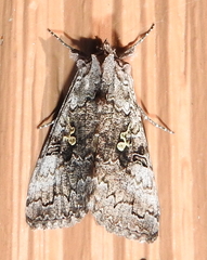 Syngrapha octoscripta