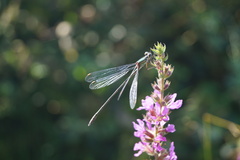 Chalcolestes viridis